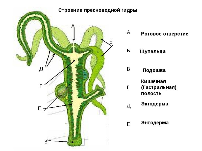 Kraken ссылка сайт kraken clear com